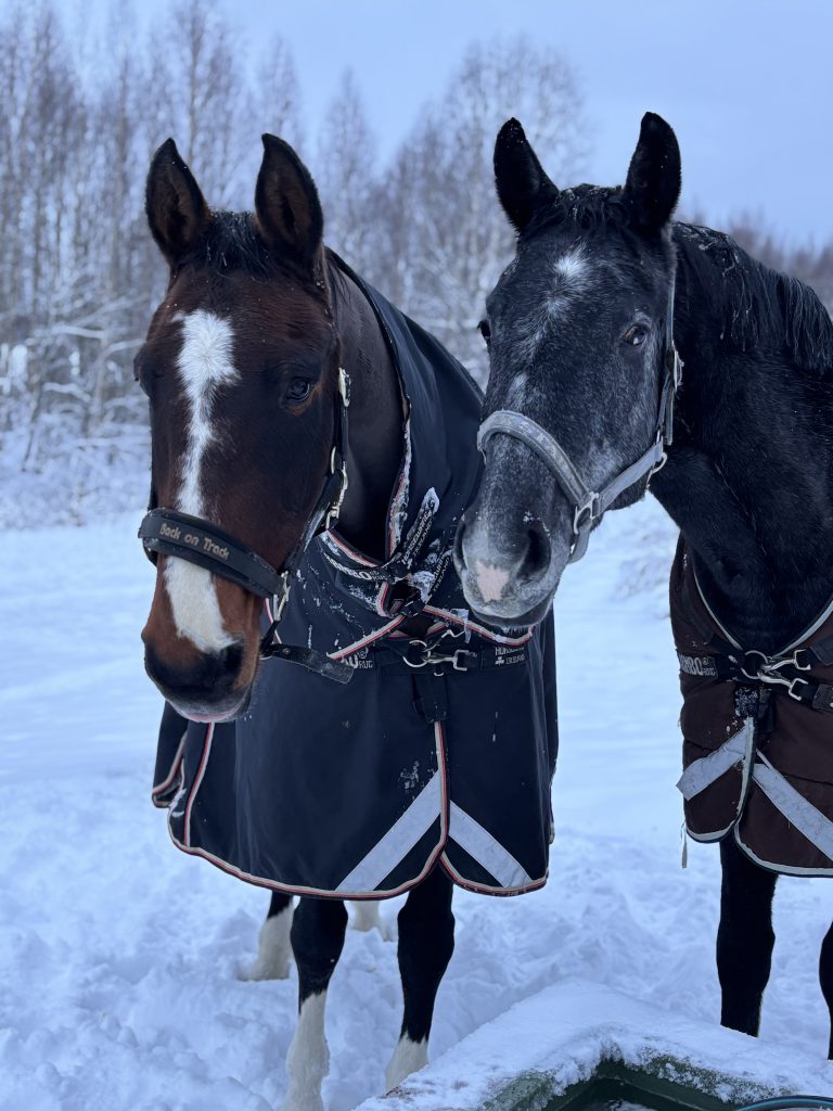 Den nuvarande bilden har ingen alternativ text. Filnamnet är: IMG_8735-scaled.jpeg