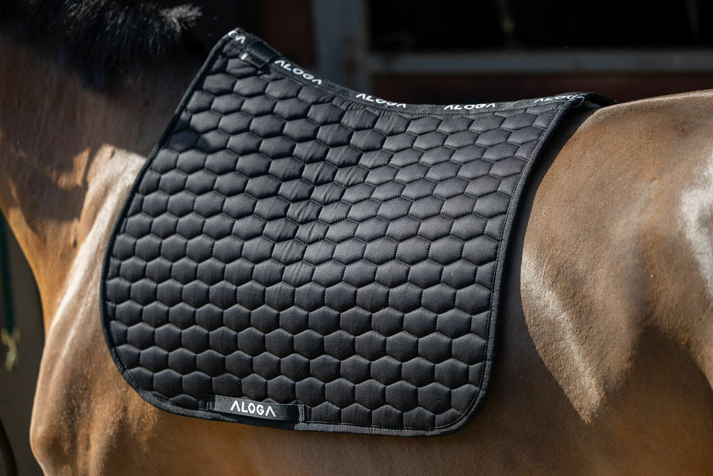 Schabrack hopp Aloga Equestrian