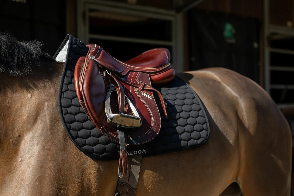 Schabrack hopp Aloga Equestrian - Bild 2